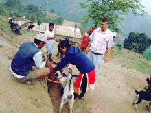 पि.पि.आर रोग बिरुद्द खोप अभियान १