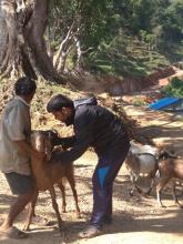 पि.पि.आर रोग बिरुद्द खोप अभियान ४
