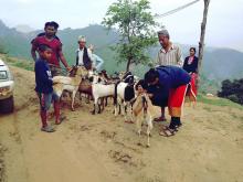 पि.पि.आर रोग बिरुद्द खोप अभियान ७