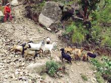 पि.पि.आर रोग बिरुद्द खोप अभियान ८